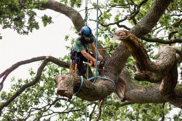 Best Hazardous Tree Removal  in Stallion Springs, CA