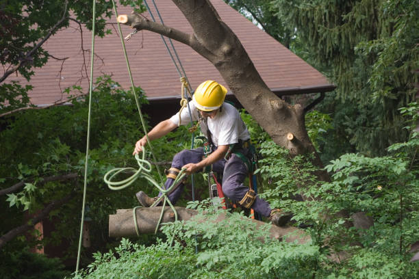 Best Arborist Consultation Services  in Stallion Springs, CA