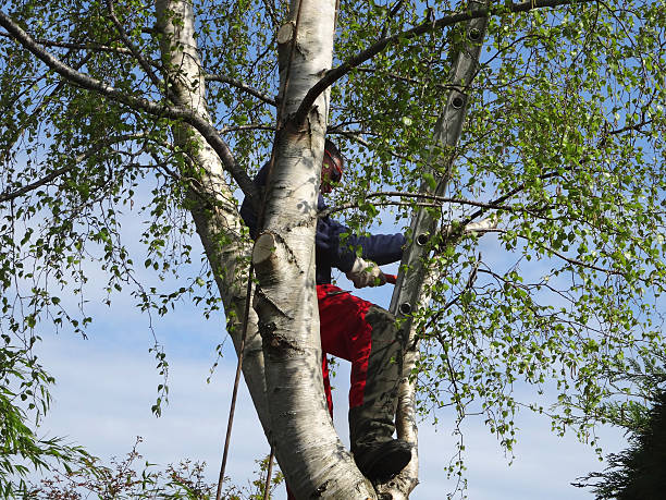 Best Seasonal Cleanup (Spring/Fall)  in Stallion Springs, CA